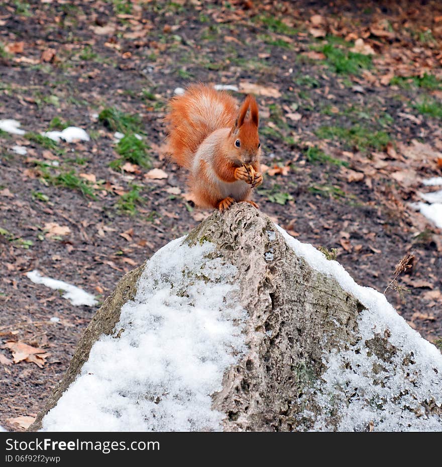 Red squirrel in winter park