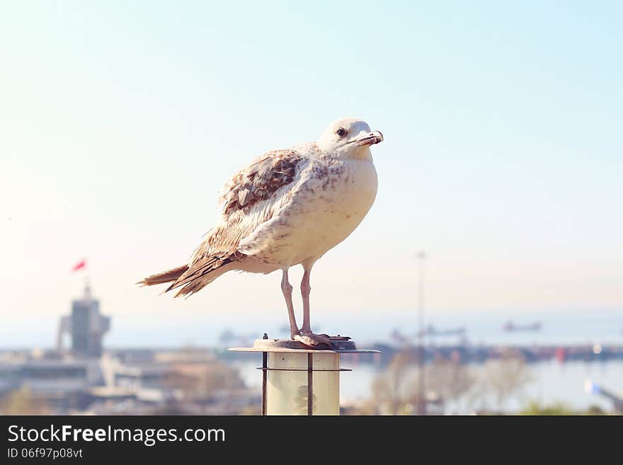 Seagull on the lantern