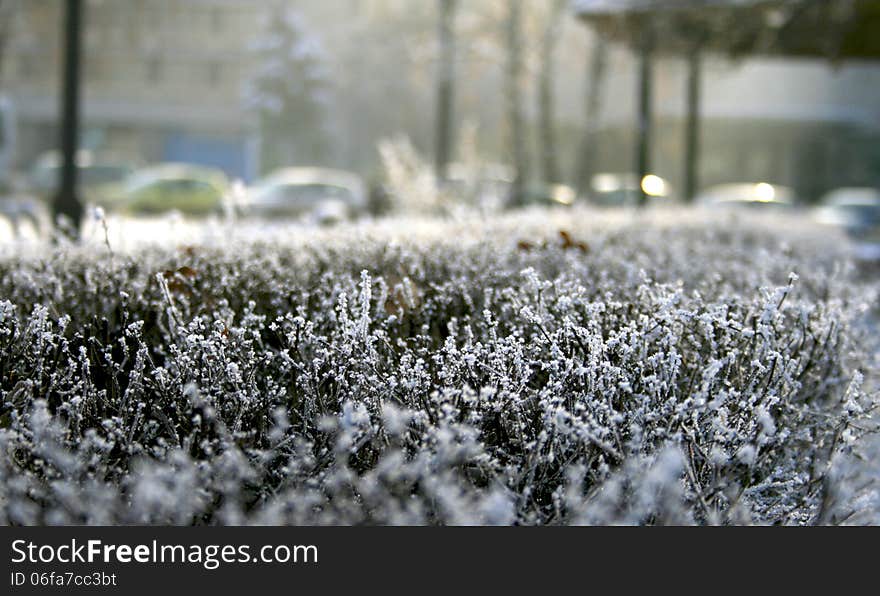 A crystalline layer of frost has settled on hedgerows during the night and is being brightly lit by the morning sun. A crystalline layer of frost has settled on hedgerows during the night and is being brightly lit by the morning sun.