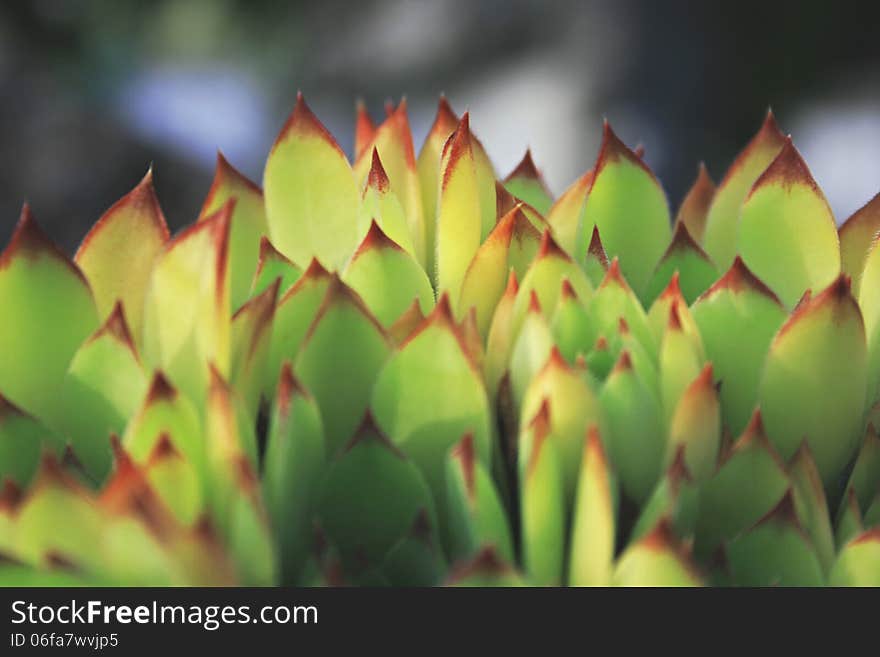 Spiky Green Leaves