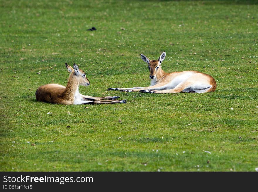 Relax on grass