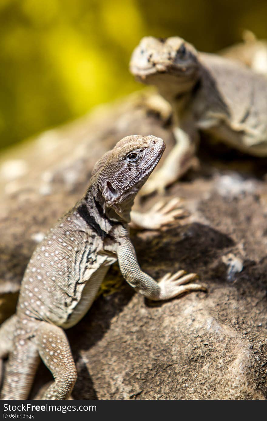 Chuckwalla (Sauromalus obesus obesus) lizard. Chuckwalla (Sauromalus obesus obesus) lizard