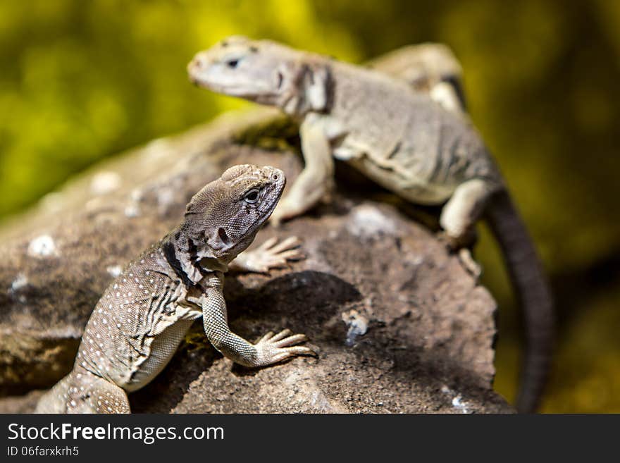 Lizzard on stone