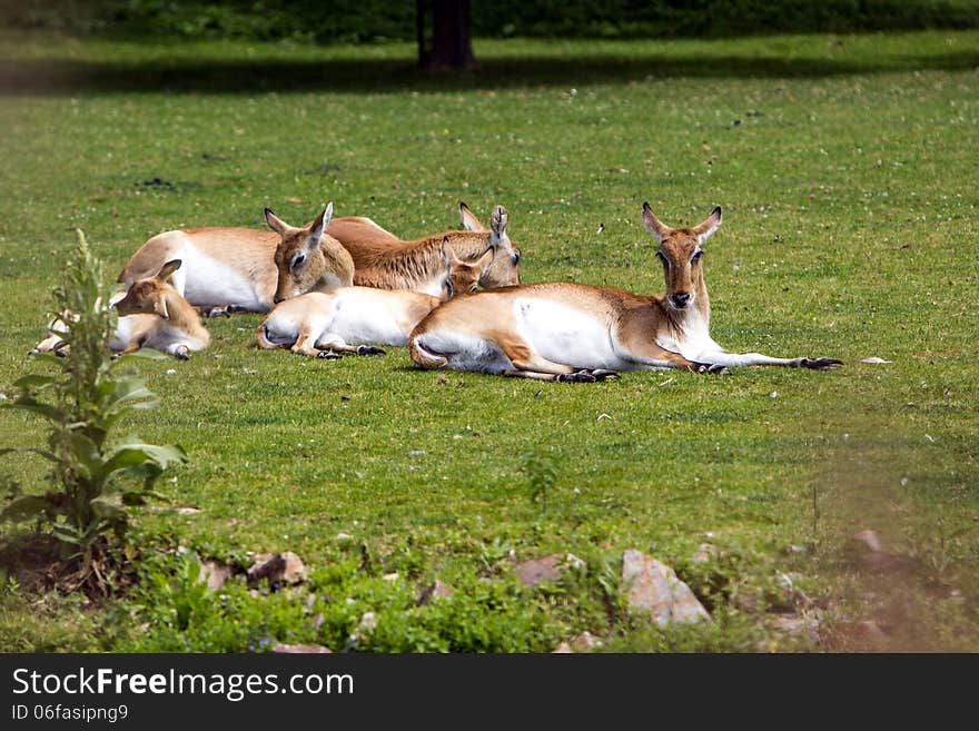 Relax on grass