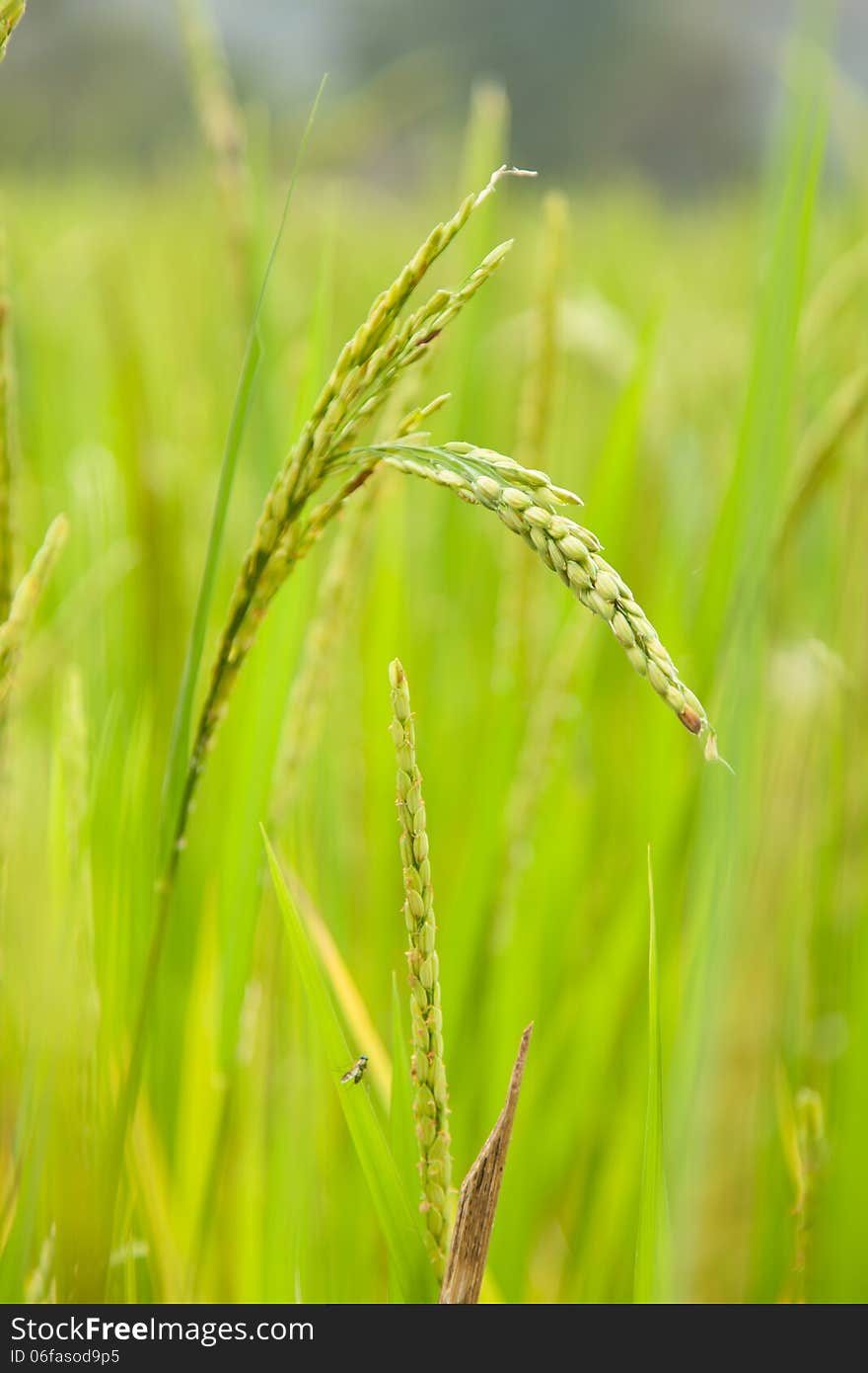 Rice in rice field