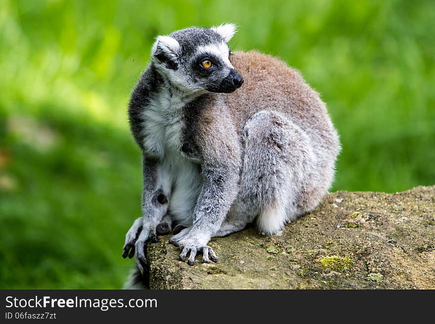 Ring-tailed lemur