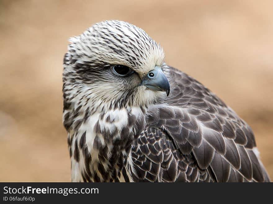 Saker Falcon (Falco cherrug) - portrait