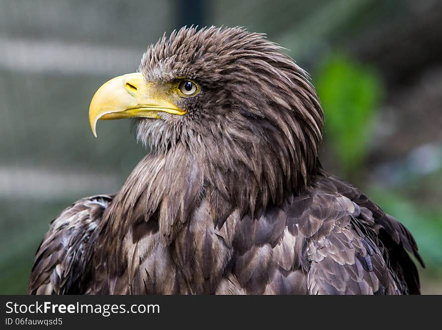 White-tailed Eagle - Seeadler