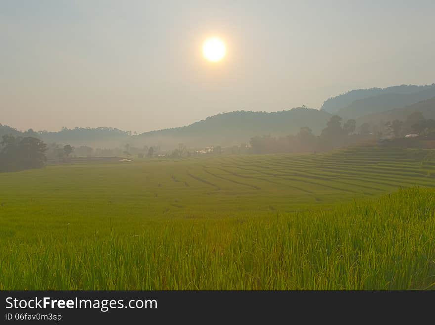 Rice field on mountain.