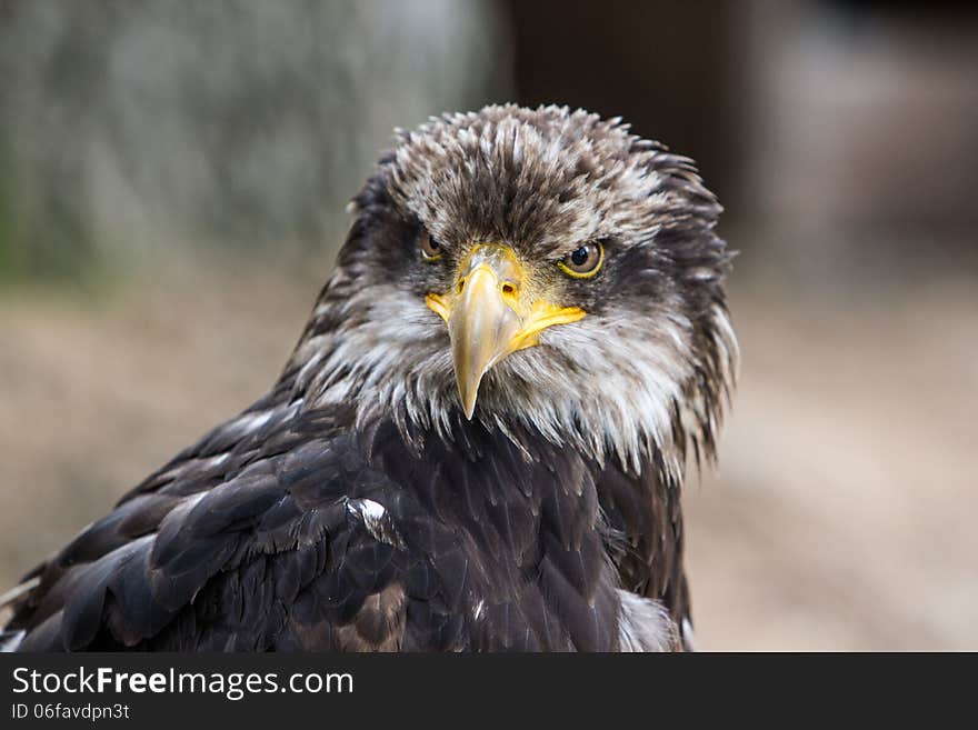 White-tailed Eagle - Seeadler