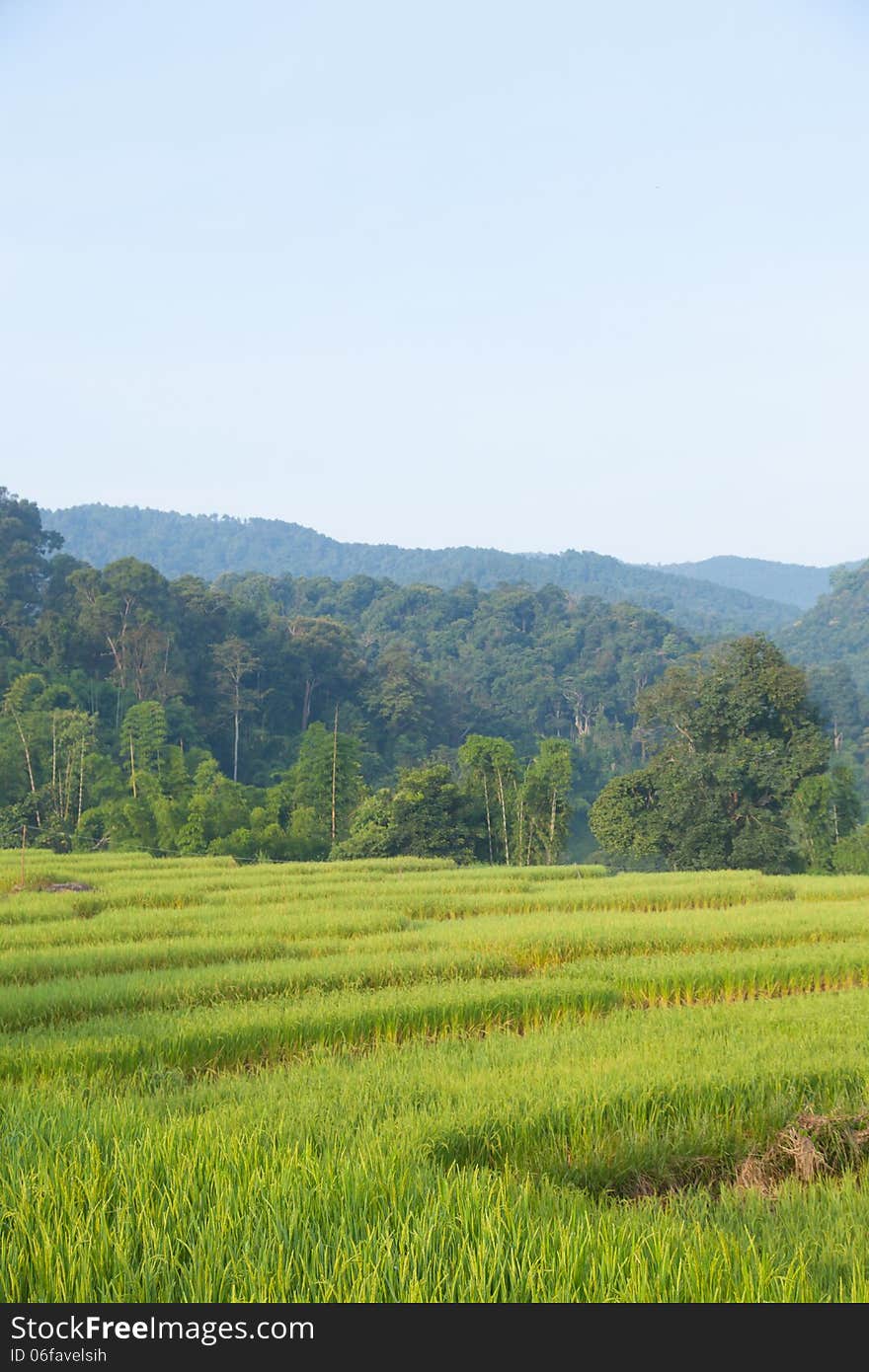 Rice Field On Mountain.