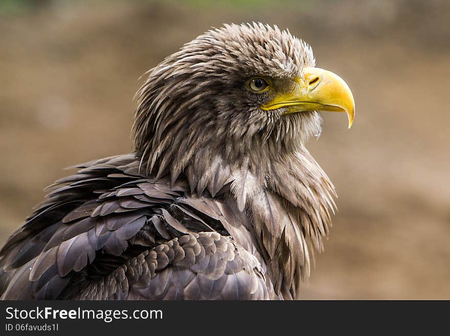 White-tailed Eagle - Seeadler