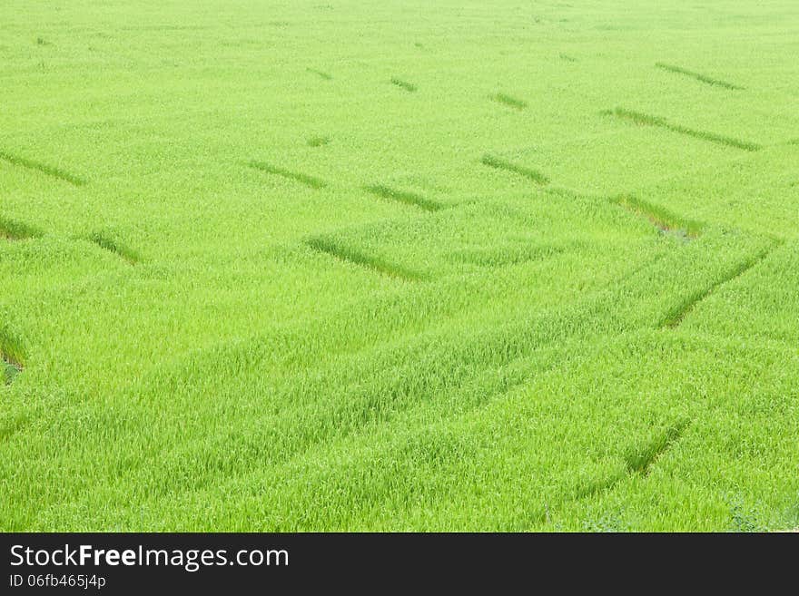 Rice fields