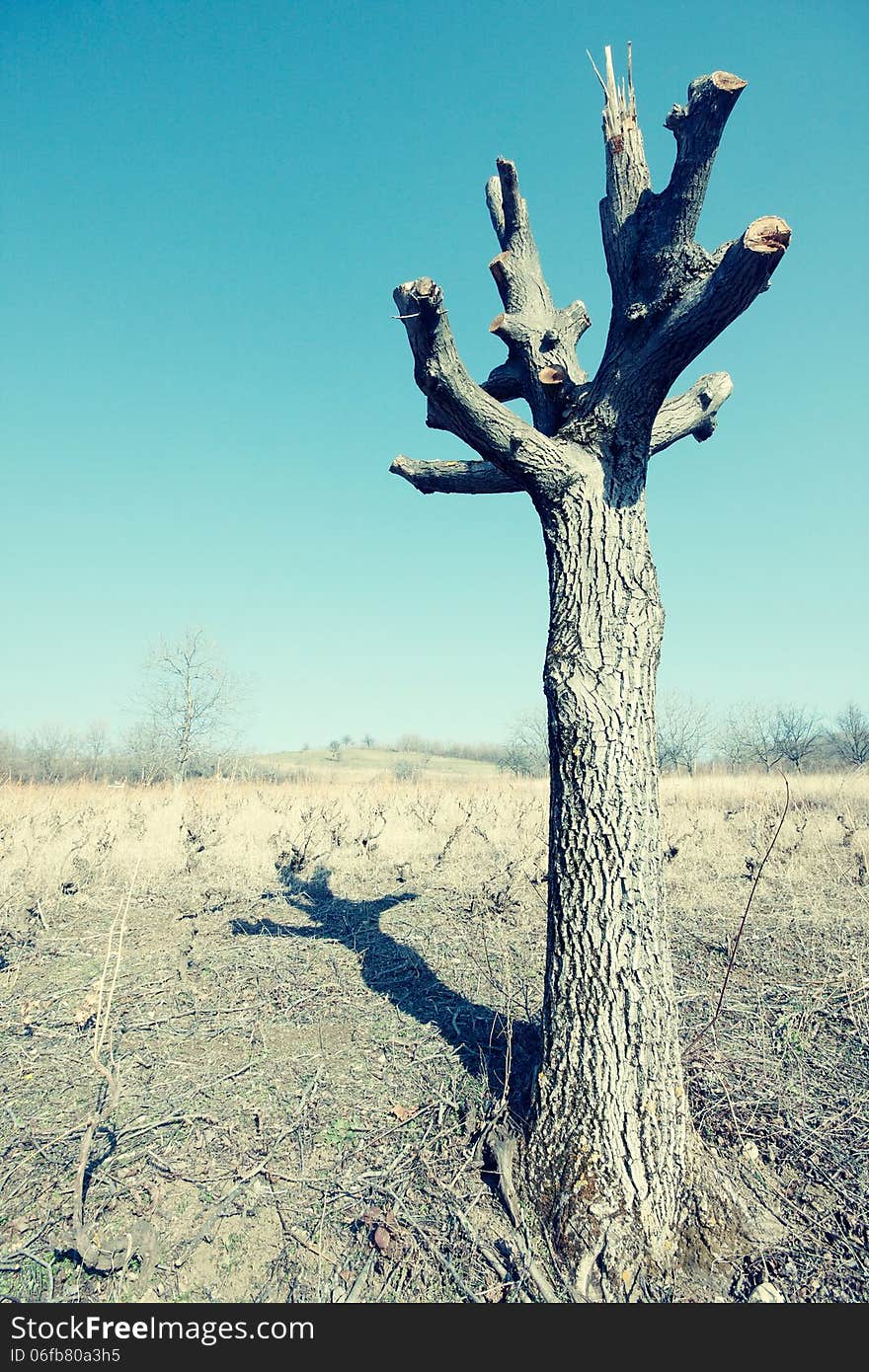 Single old and dead tree on the prairie. Single old and dead tree on the prairie