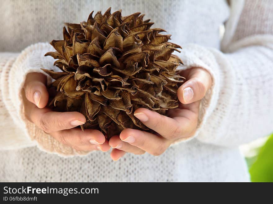 Hand holding natural spiky tree