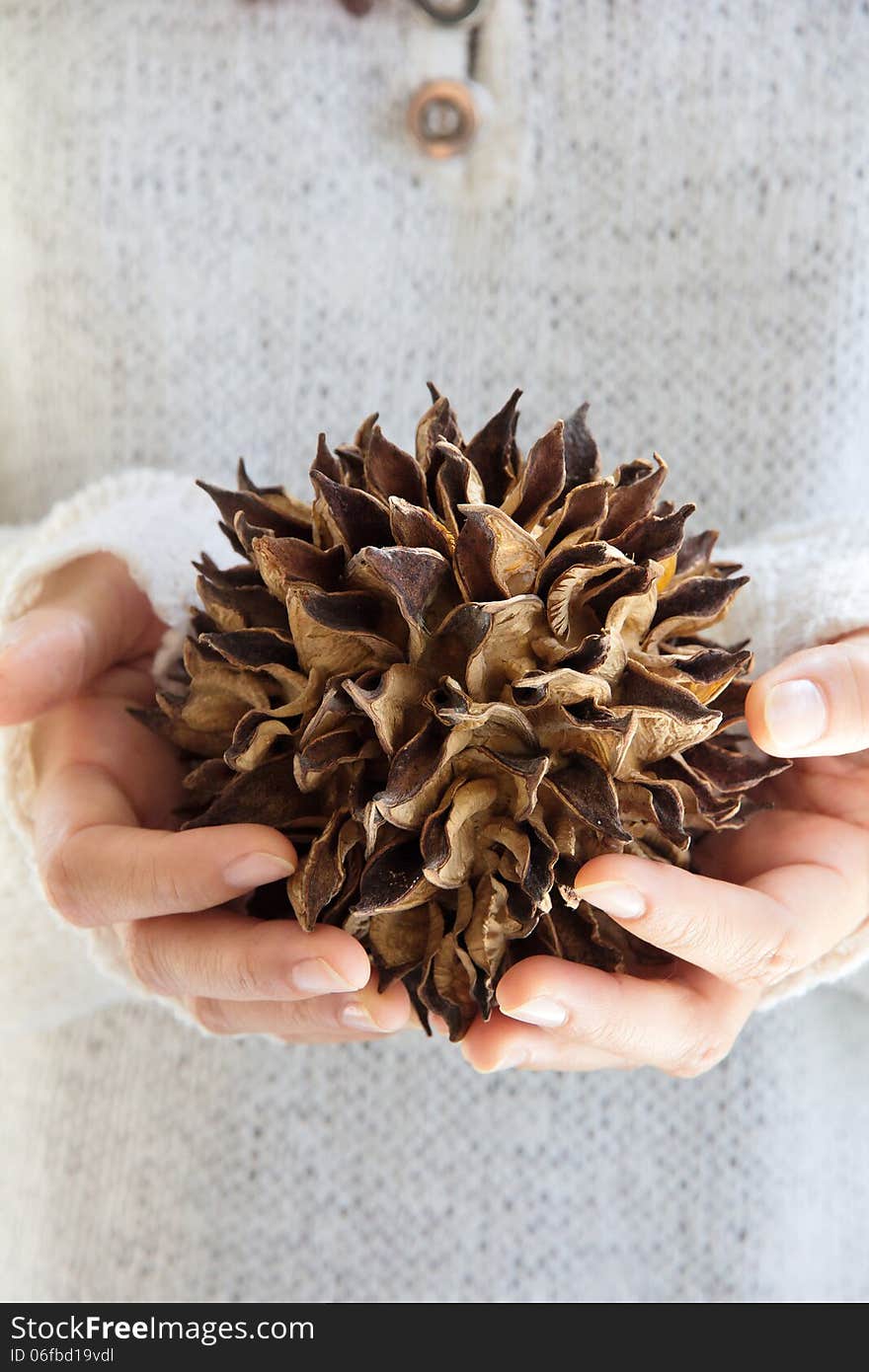 Hand holding natural spiky tree