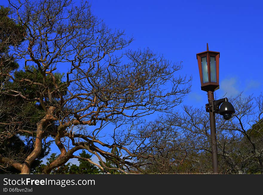 A lamp post and an artistic tree captured in Japan. A lamp post and an artistic tree captured in Japan