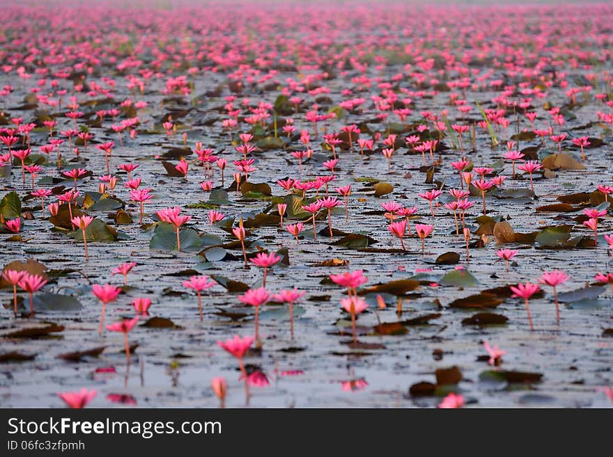 Red Lotus Pond