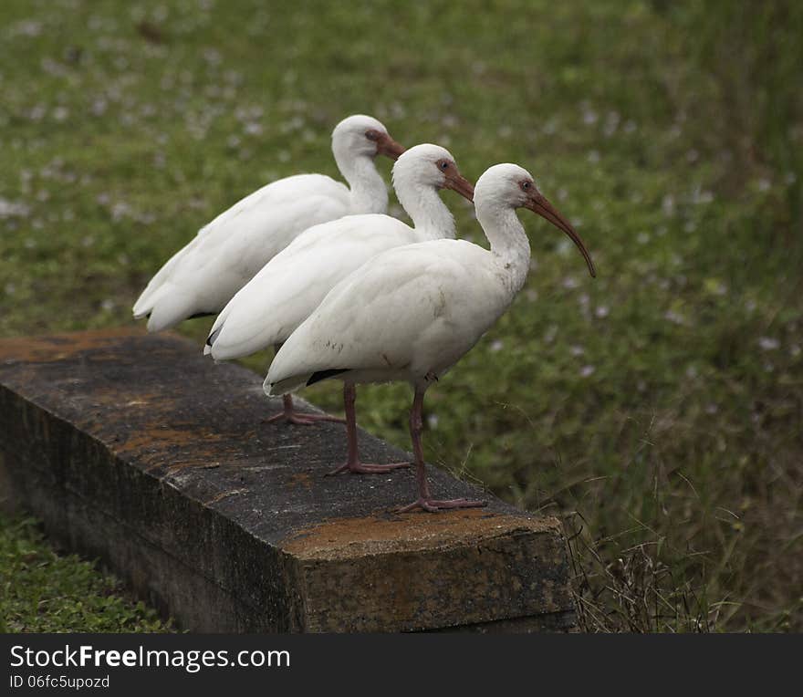 Three white ibises with red bills and legs standing together on rusty colored concrete against a green grass background. Three white ibises with red bills and legs standing together on rusty colored concrete against a green grass background