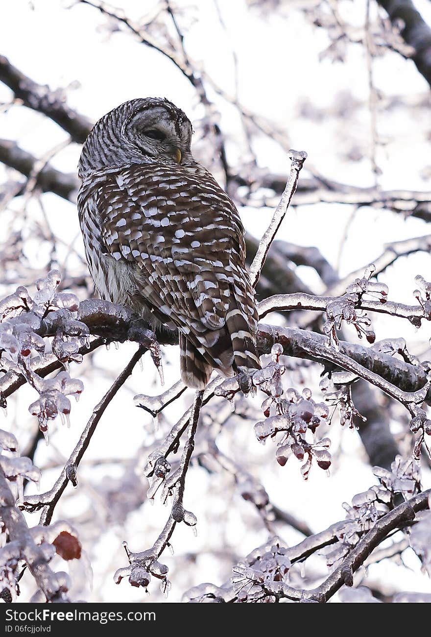 A beautiful Barred Owl surveys the landscape after an ice storm creates havoc in the forest, disturbing the natural habitat of many wild creatures. A beautiful Barred Owl surveys the landscape after an ice storm creates havoc in the forest, disturbing the natural habitat of many wild creatures.