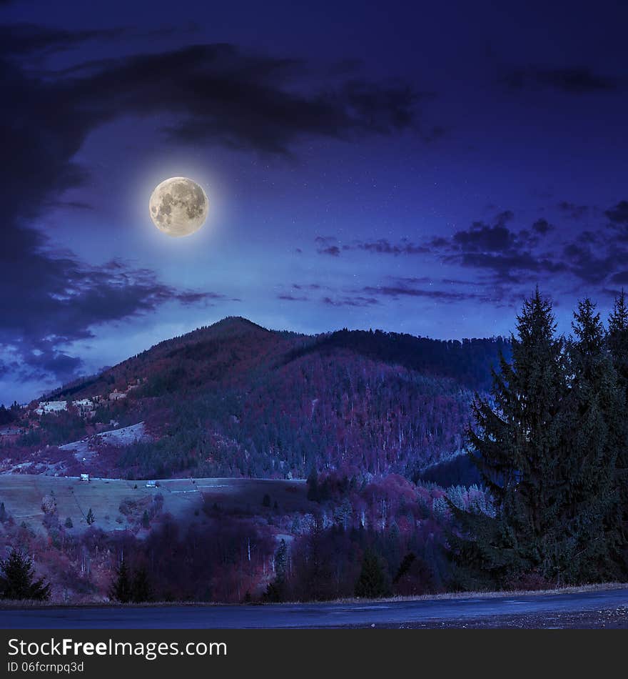 Coniferous forest on a steep mountain slope