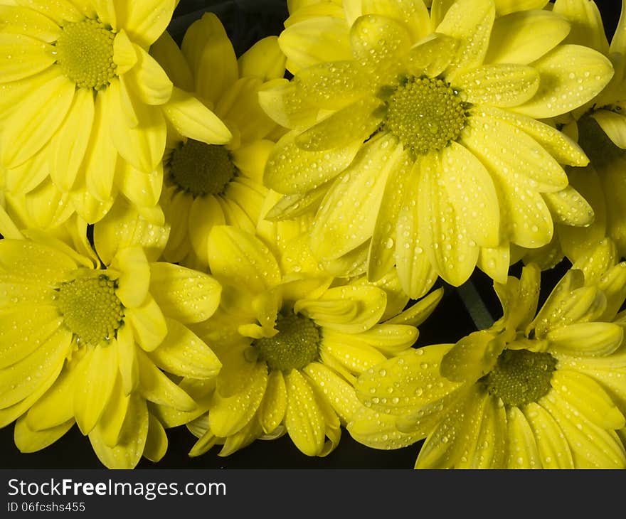 Flowers of a yellow chrysanthemum close up