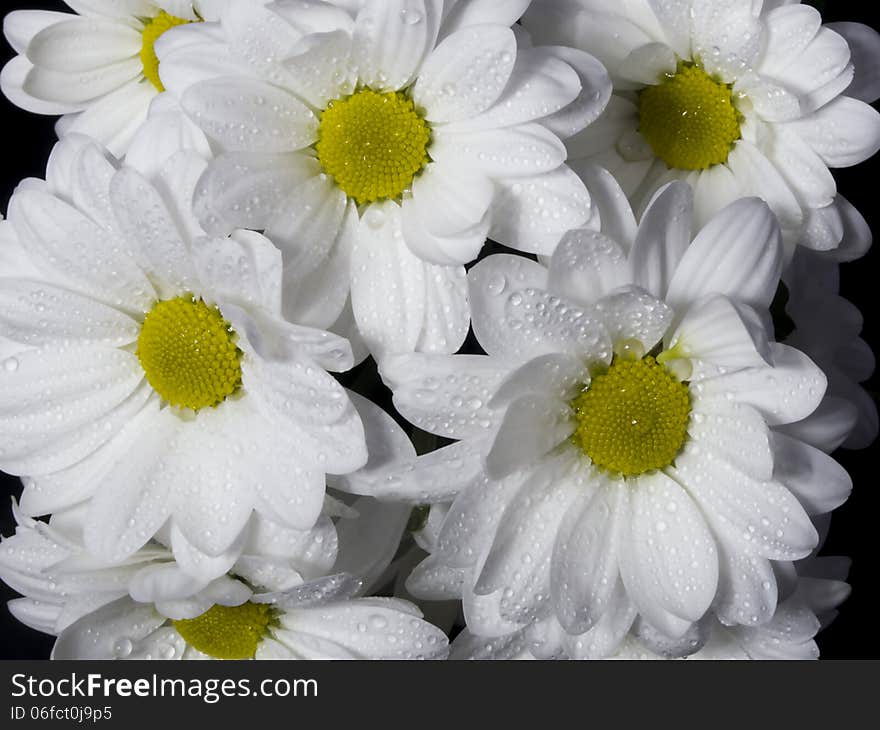 Flowers of a white chrysanthemum close up