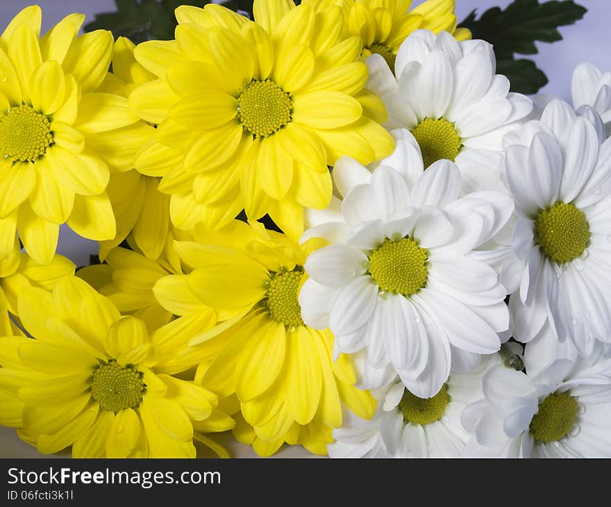 Flowers of a yellow and white chrysanthemum close up