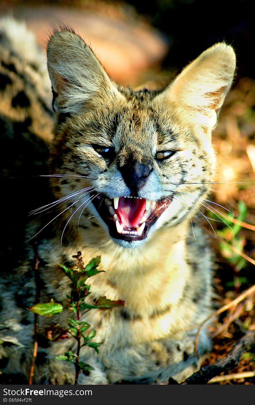 Close up of a snarling Serval wild cat ( Leptailurus serval ) taken in the Eastern Cape of South Africa. Close up of a snarling Serval wild cat ( Leptailurus serval ) taken in the Eastern Cape of South Africa.