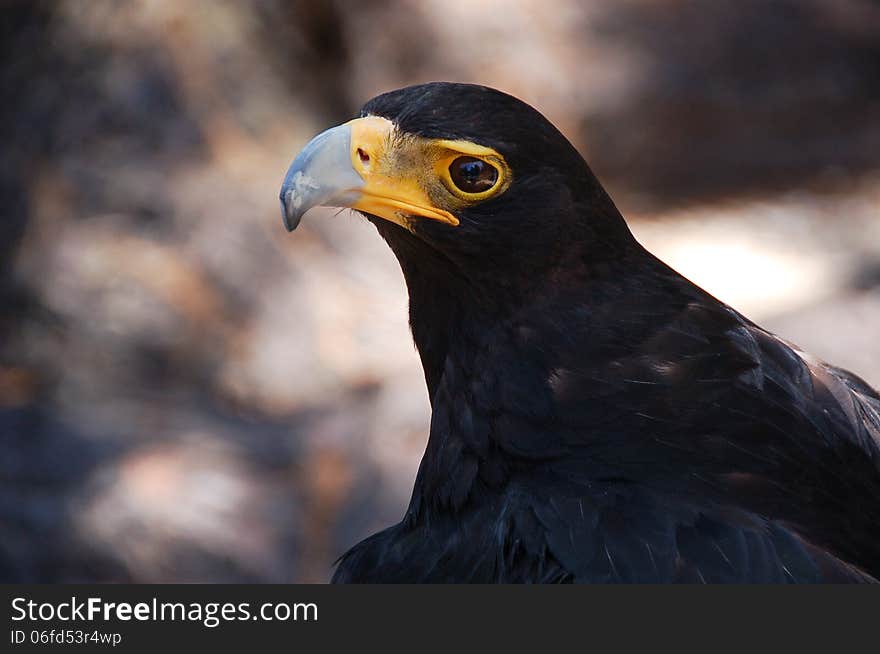 A close up of a Black Eagle or Aquila verreauxii taken at the Radical Raptor's rehabilitation centre on the Garden Route of South Africa. A close up of a Black Eagle or Aquila verreauxii taken at the Radical Raptor's rehabilitation centre on the Garden Route of South Africa.