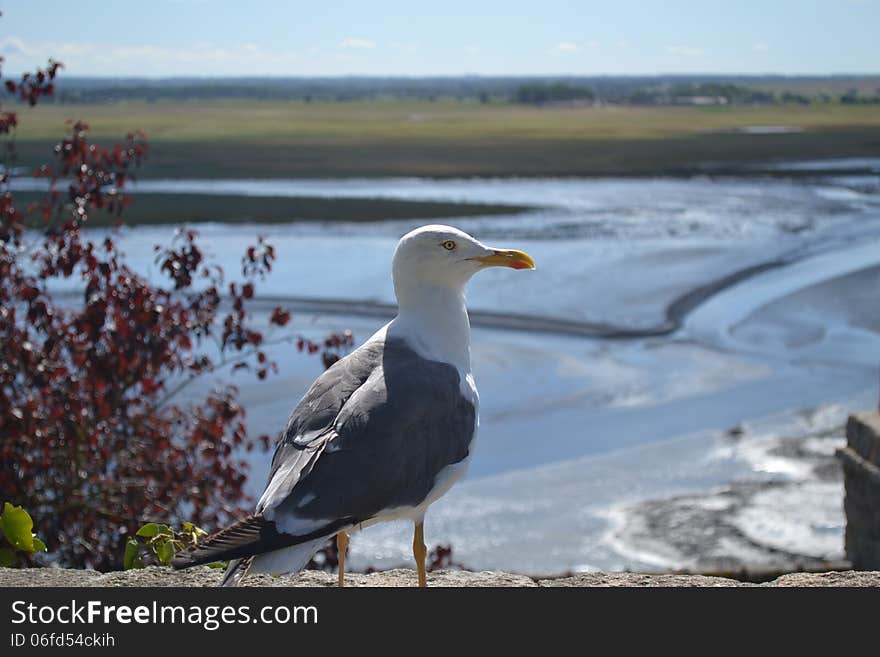 Seagull on the wall of Mont Saint Michel in the Northwest of France. Seagull on the wall of Mont Saint Michel in the Northwest of France