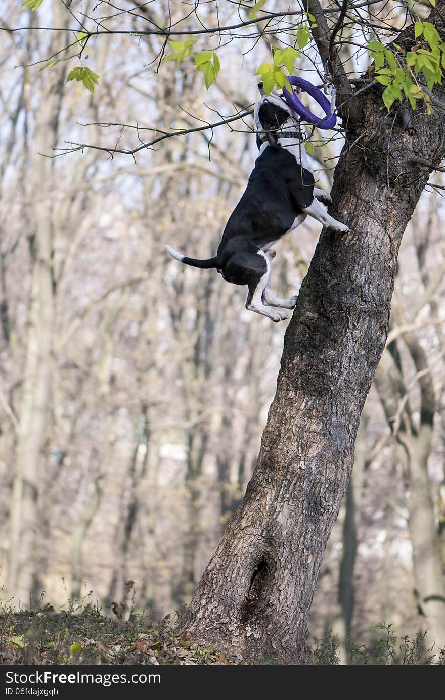 Dog jump to catch a toy