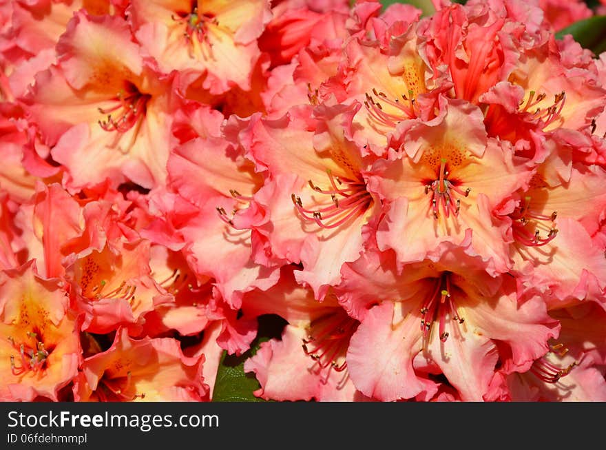 Beautiful pink and yellow rhododendron flowers. Beautiful pink and yellow rhododendron flowers