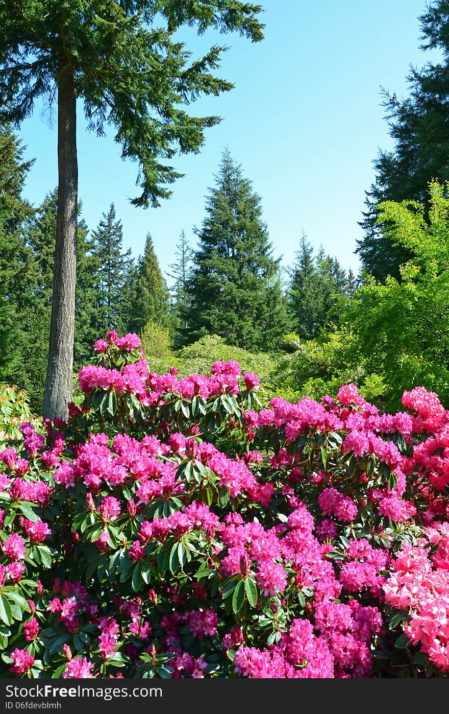 Pink rhododendron garden landscape with trees in background