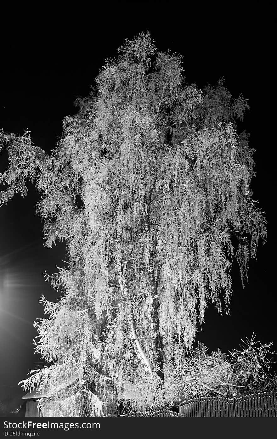 Night view of the snow-covered birch. Night view of the snow-covered birch