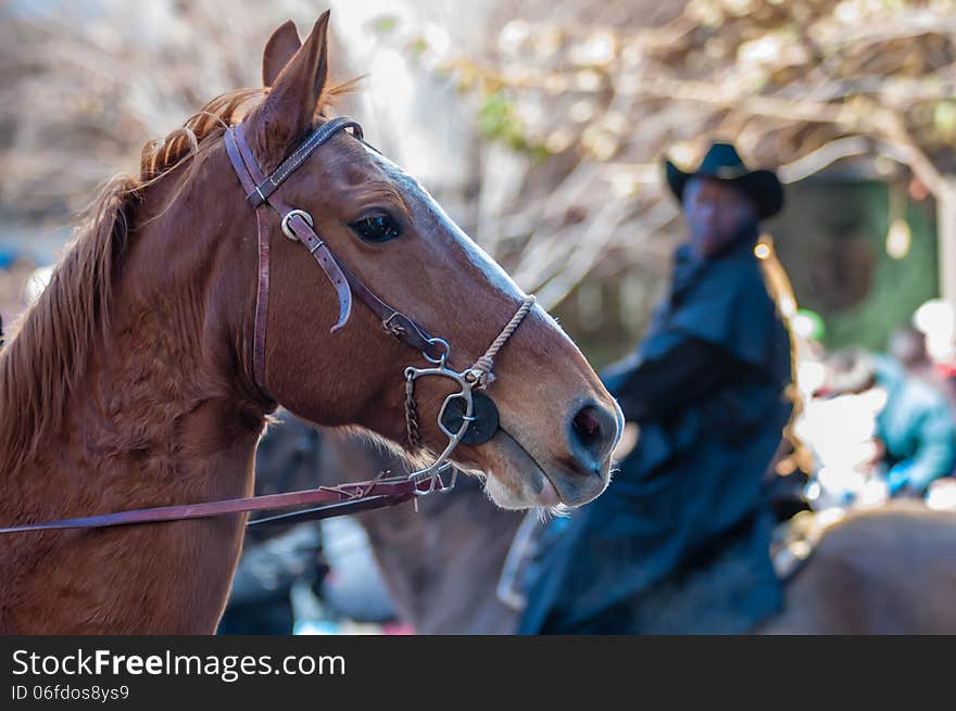 Portrait of a beautiful horse at an event