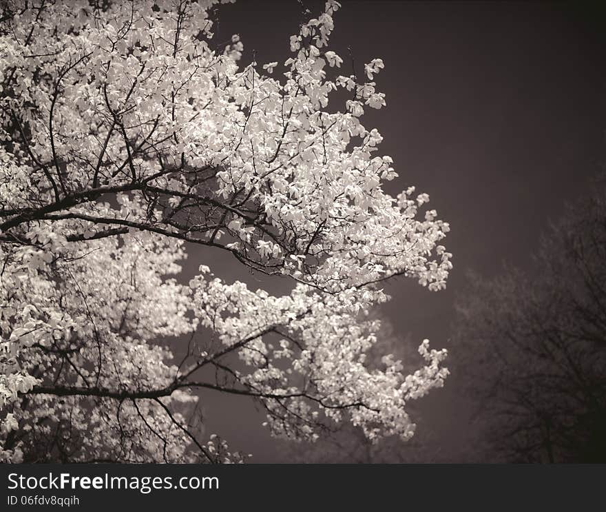 Magnolia Tree In Bloom.