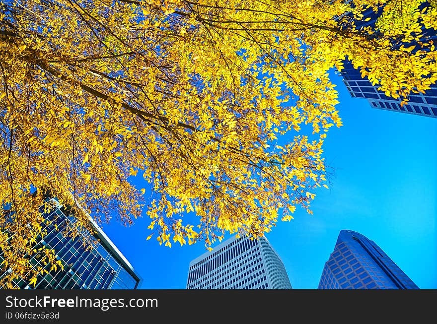 Looking up at tall skyscrapers during fall season