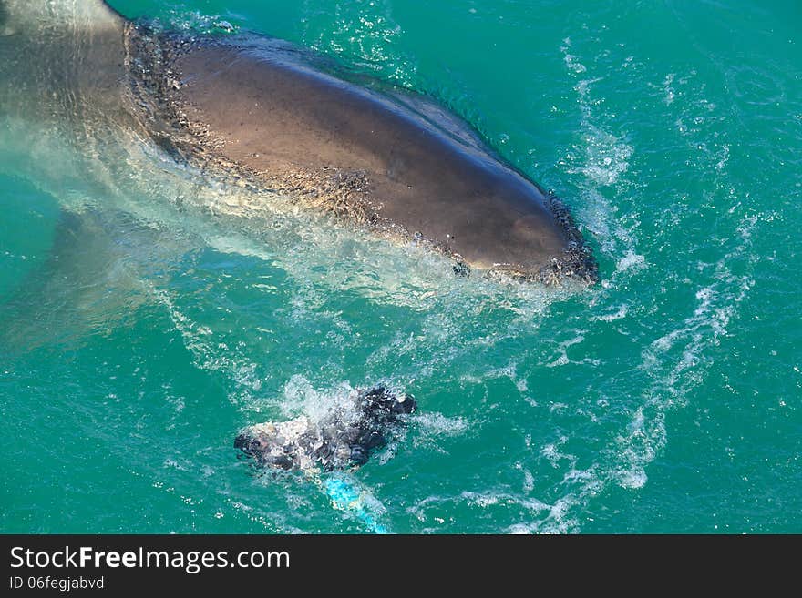 White Shark from Kleinbaai harbour in South Africa