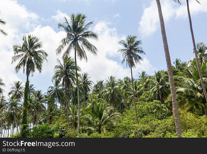 Coconut palm trees