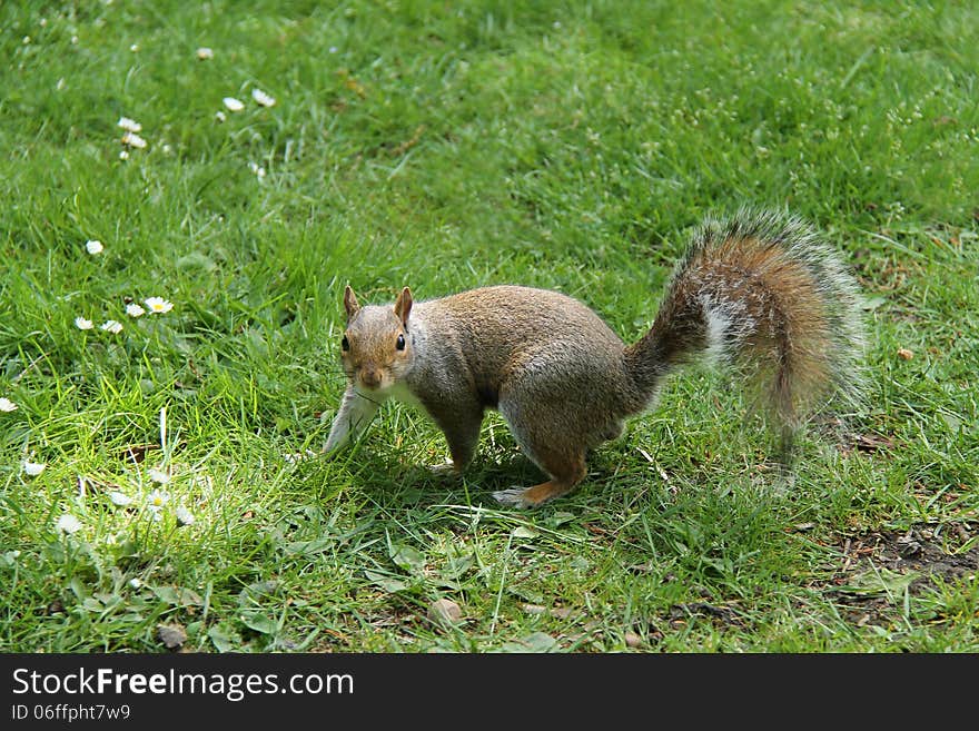 A Lovely Grey Squirrel Standing on a Grassy Bank. A Lovely Grey Squirrel Standing on a Grassy Bank.