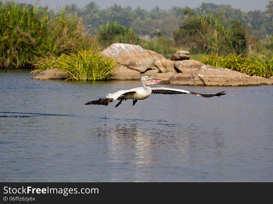 Pelican S Beautiful Flight