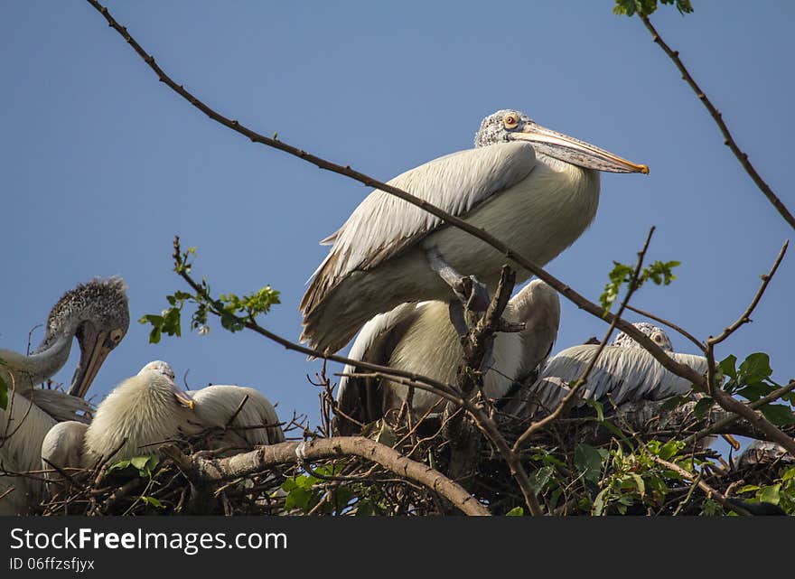 Pelican Nest