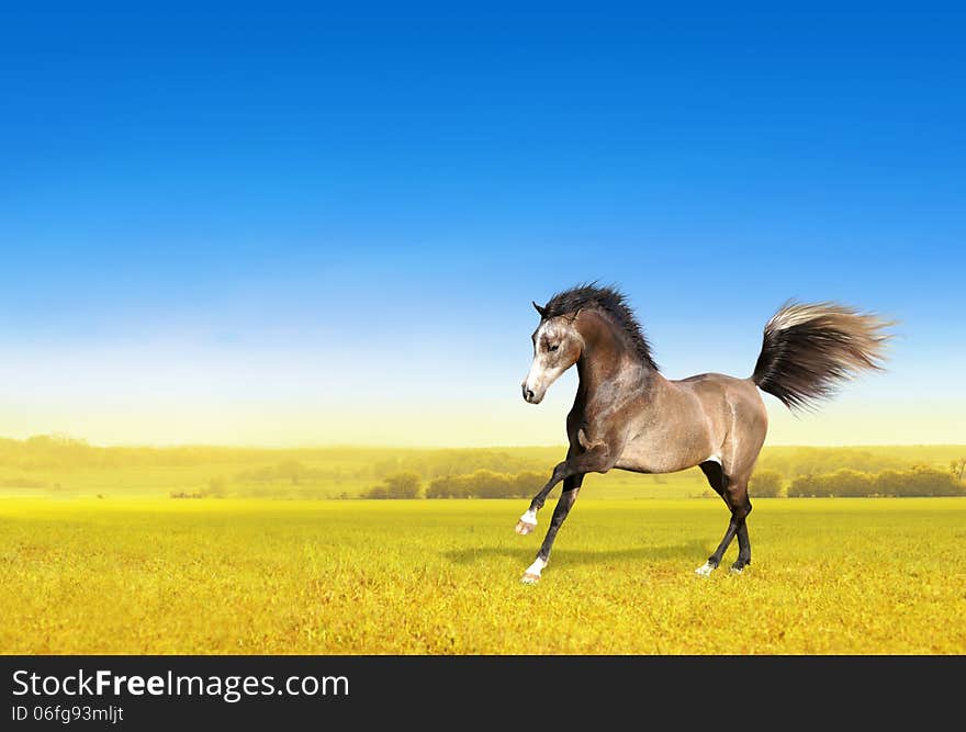 Brown yong horse galloping through field at dawn