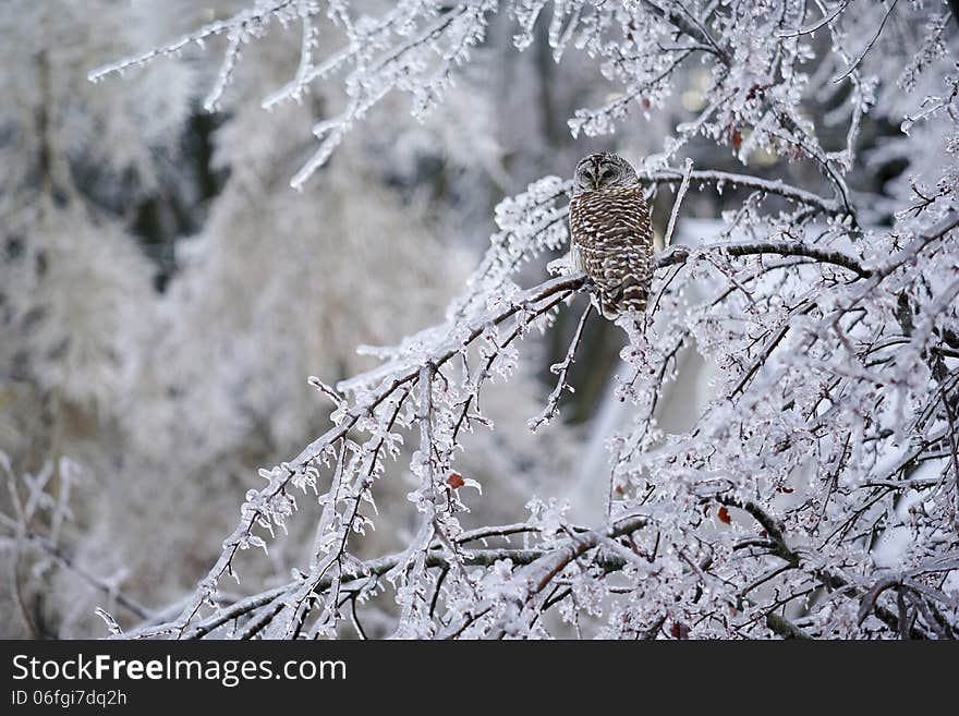 Barred Owl Displaced In Ice Storm