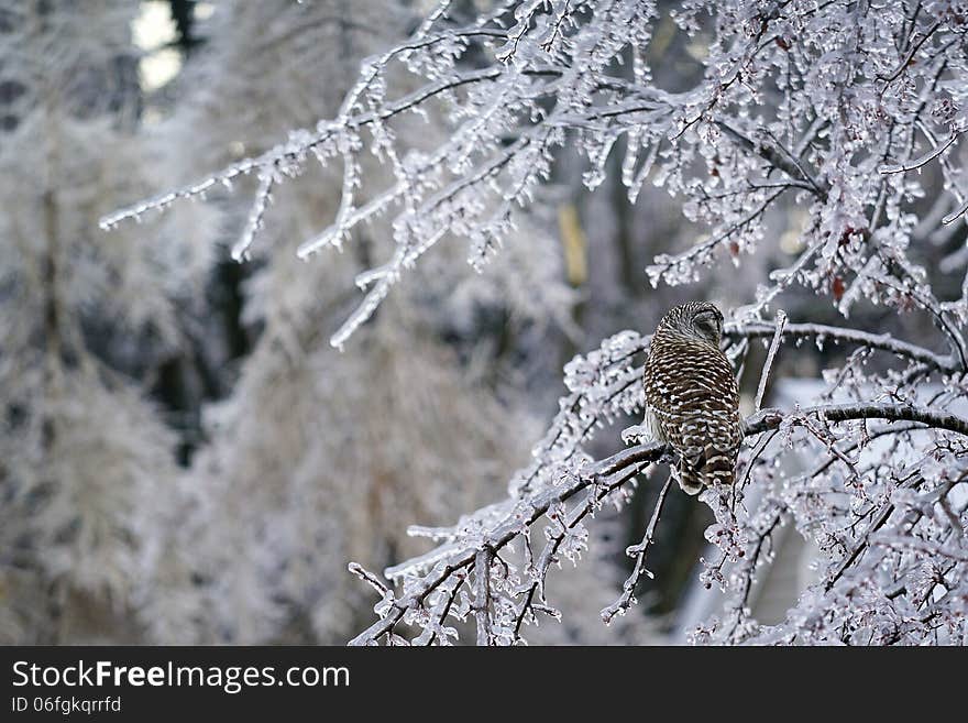 Barred Owl Displaced in Ice Storm