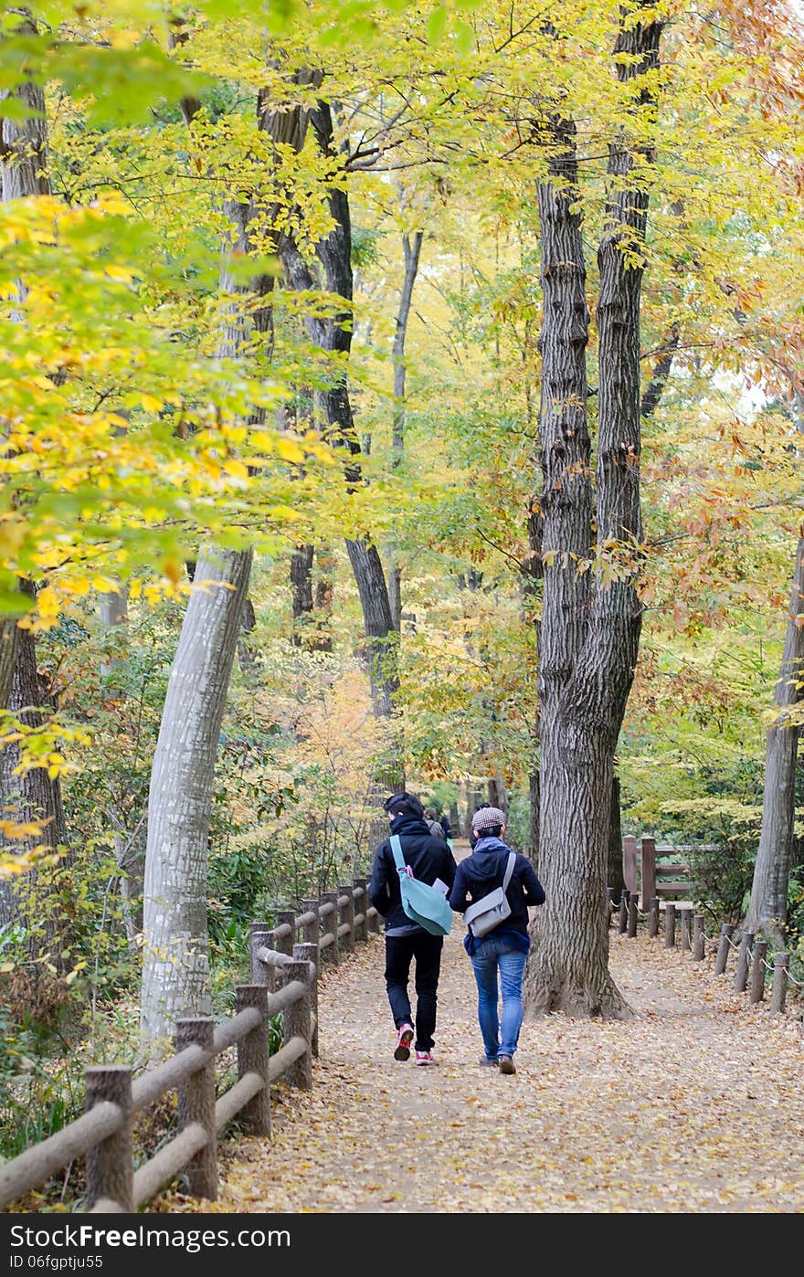 Couple in colorful autumn forest, Tokyo, Japan