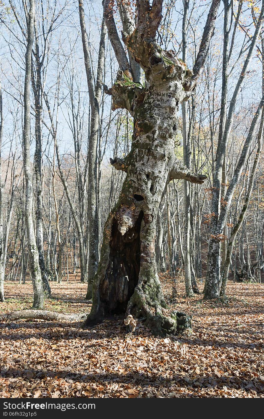 The trunk of of an old tree overgrown with moss