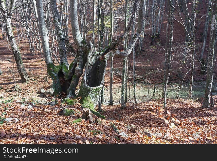 The trunk of of an old tree