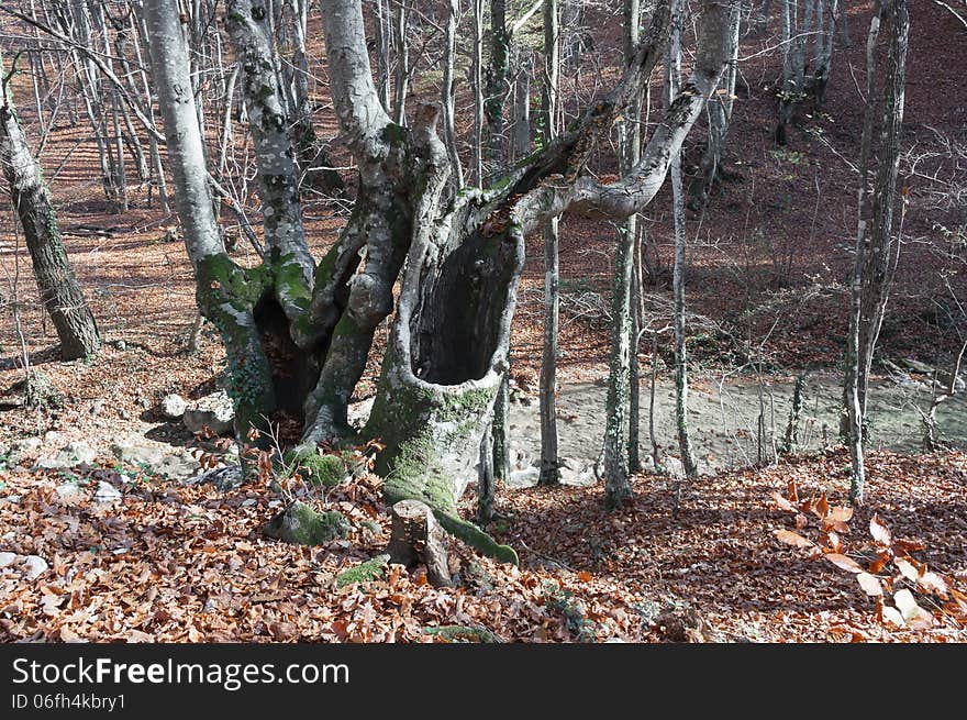 The trunk of of an old tree overgrown with moss